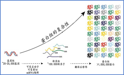 蛋白質(zhì)翻譯后修飾