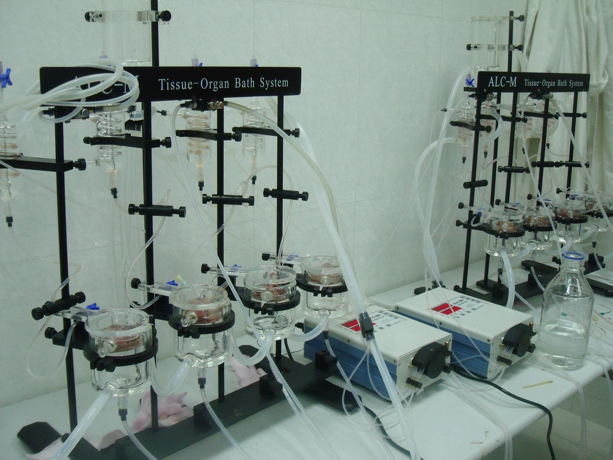 動物模型構建.jpg