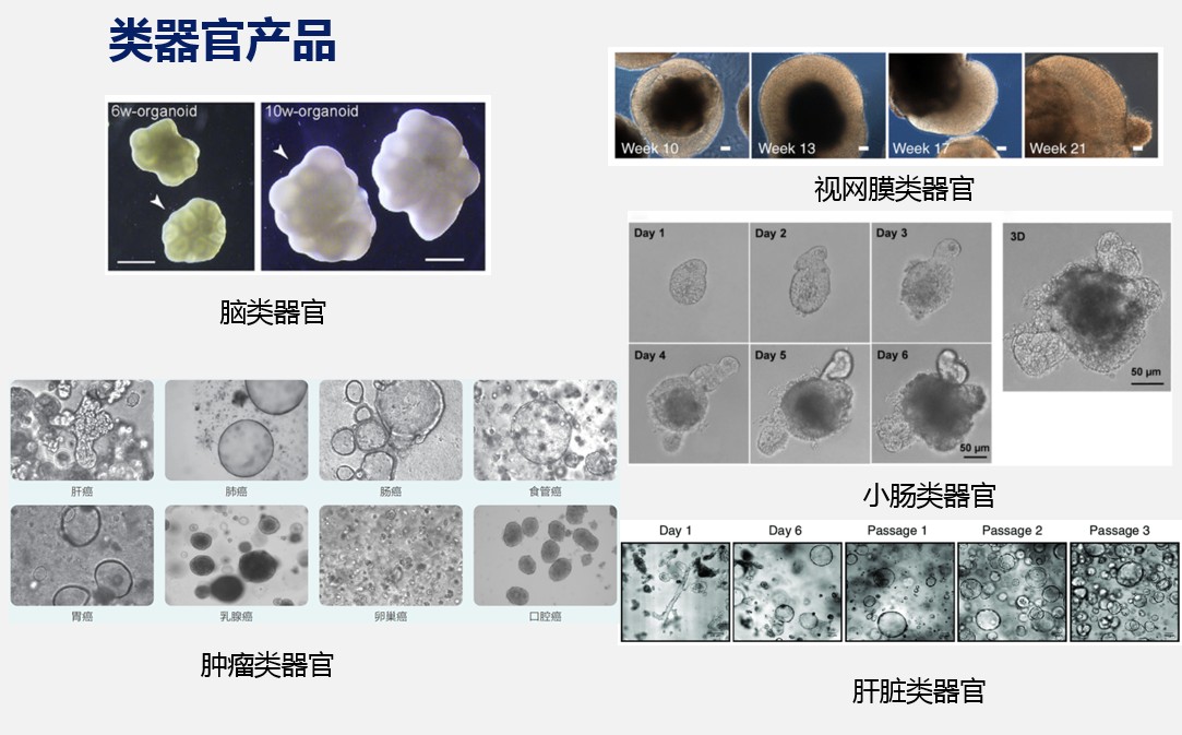 伊萊博類器官產(chǎn)品.jpg